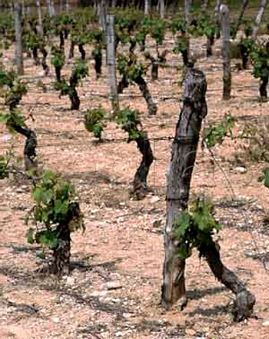 Sauvignon Blanc vineyards at MenetouSalon Cher