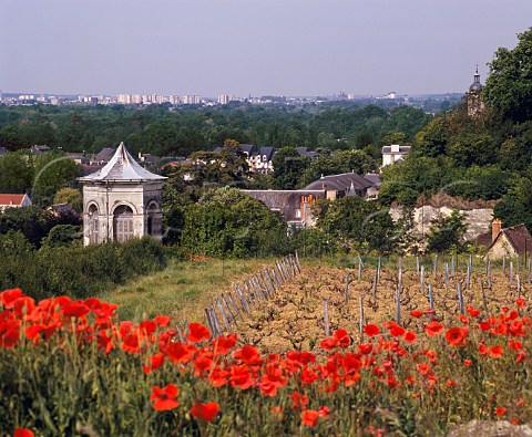 Poppies flowering in Le Mont vineyard of   Gaston Huet In the distance is the city of Tours    Vouvray IndreetLoire France    Vouvray