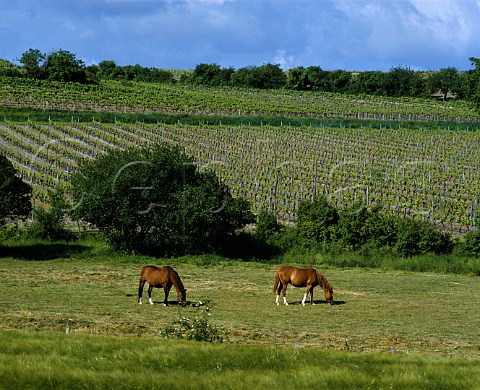 Horses grazing by vineyard near Segonzac Charente   France     Cognac  Grande Champagne