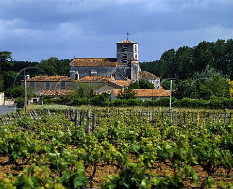 Vineyards at BourgCharente in the   Grande Champagne area of Cognac    Charente France   Cognac