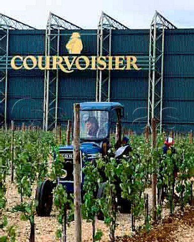 The large plant of Courvoisier on the outskirts of   Jarnac is the backdrop to spring ploughing in the   vines   CharenteMaritime France   Cognac