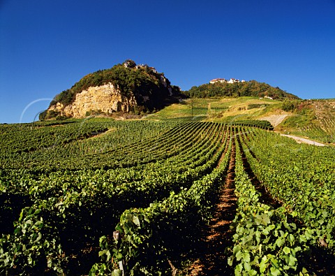 Savagnin vineyards below the hilltop village of ChteauChalon Jura France AC ChteauChalon