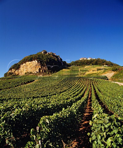 Savagnin vineyards below the hilltop village of ChteauChalon Jura France  ChteauChalon