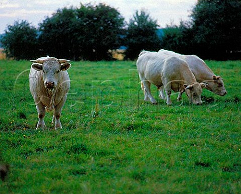 Charolais cattle grazing France