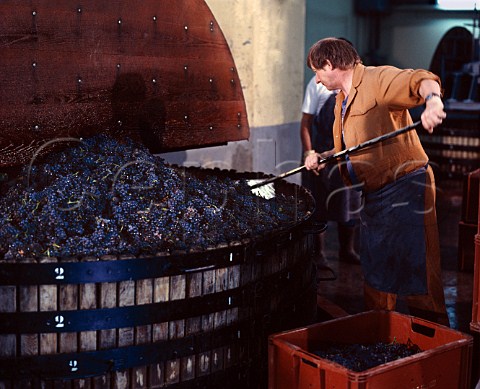 Levelling Pinot Noir grapes in the press with a   rake   Champagne Bollinger Ay Marne France