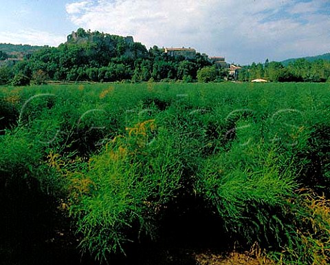 Asparagus field Ardeche France