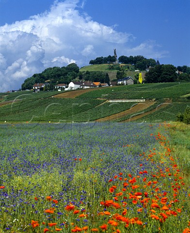 Spring flowers around the vineyards of   ChtillonsurMarne and its huge statue of   Pope Urbain II 10881099  in the Marne Valley to   the west of pernay Marne France     Champagne