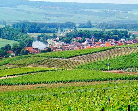 Vineyards around the village of Cumieres in the   Marne Valley to the north west of Epernay     Champagne