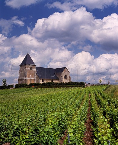 Chardonnay vineyard by the church at Chavot south of pernay Marne France Champagne