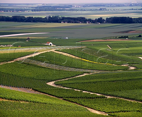 Vineyards of the Cte des Blancs near   Le MesnilsurOger Marne France   Champagne