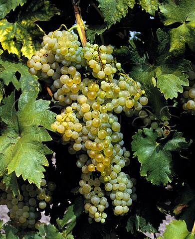 Ugni Blanc grapes Cognac France  Known as Trebbiano in Italy