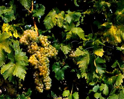 Ugni Blanc grapes for Cognac