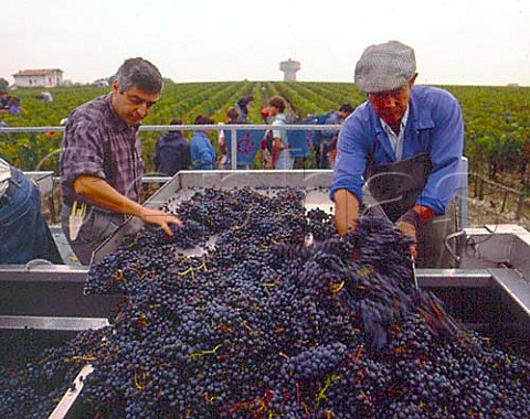 Sorting harvested Merlot grapes and discarding those   with signs of rot Chteau HautBrion Pessac    Gironde France   PessacLognan  Bordeaux