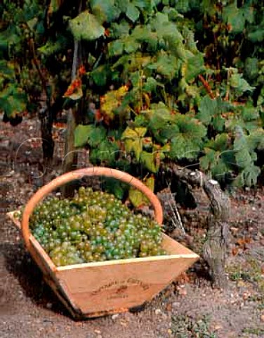 Basket of harvested Semillon grapes in vineyard of   Domaine de Chevalier Lognan Gironde France    PessacLognan  Bordeaux