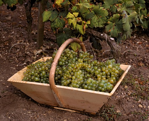 Basket of harvested Semillon grapes in vineyard of   Domaine de Chevalier Lognan Gironde France   PessacLognan  Bordeaux