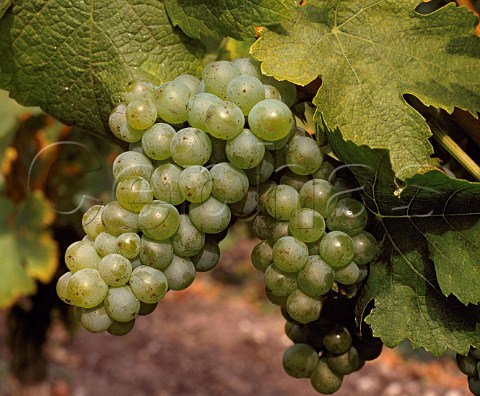 Sauvignon Blanc grapes   Domaine de Chevalier Lognan Gironde France  PessacLognan