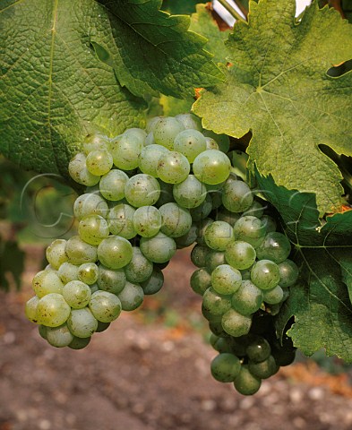 Sauvignon Blanc grapes of Domaine de Chevalier   Lognan Gironde France    PessacLognan  Bordeaux