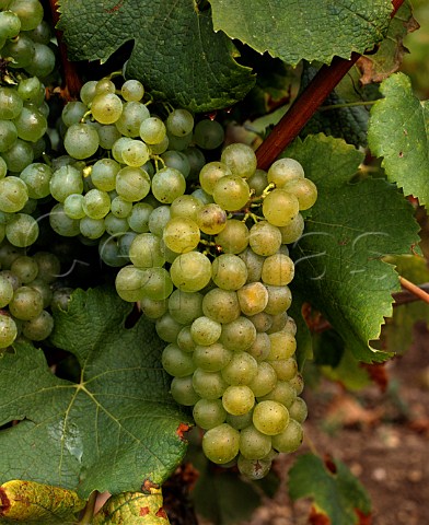 Semillon grapes of Domaine de Chevalier Lognan   Gironde France   PessacLognan  Bordeaux
