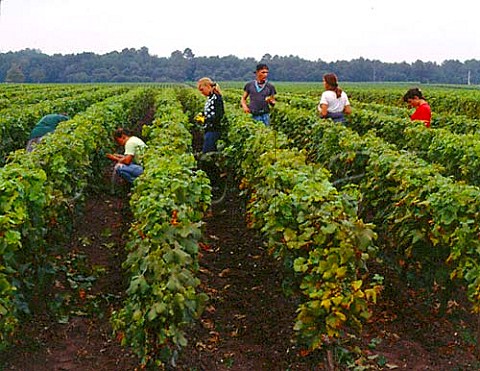 Harvesting Semillon grapes in vineyard of Domaine de   Chevalier Lognan Gironde France   PessacLognan  Bordeaux