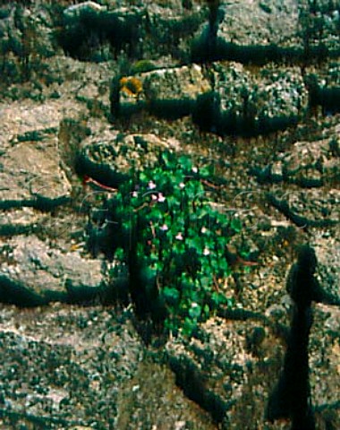 Flowers growing in the wall of vineyard of   Chteau LovillelasCases StJulien Gironde   France   Mdoc  Bordeaux