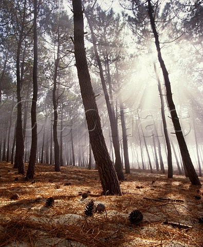 Pine trees growing on the coastal sand dunes south of Arcachon Gironde France