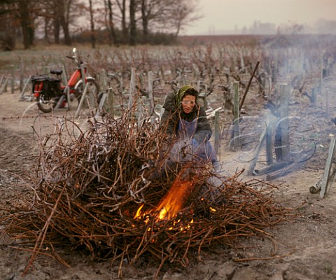 Burning Cabernet Sauvignon prunings on a frosty   morning in early January   Chteau LovilleBarton StJulien Gironde France   Bordeaux  HautMdoc