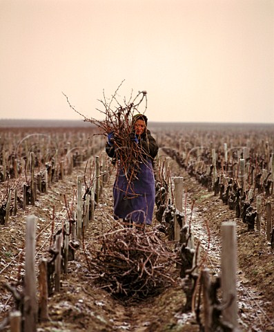 Woman collecting up Cabernet Sauvignon prunings for   burning on a frosty morning in early January   Chteau LovilleBarton StJulien Gironde France  Mdoc  Bordeaux