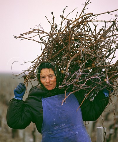 Woman carrying Cabernet Sauvignon prunings for burning on a frosty morning in early January Chateau LovilleBarton StJulien Gironde France   Mdoc  Bordeaux