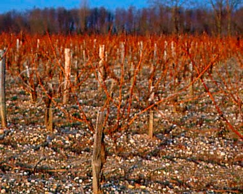 Unpruned vineyard in early January at   Chteau dAngludet Cantenac Gironde France  Margaux  Mdoc Cru Bourgeois Suprieur