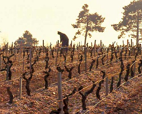 Tying up vines after pruning in vineyard of Chteau   dAngludet Cantenac Gironde France  Margaux  Mdoc Cru Bourgeois Suprieur