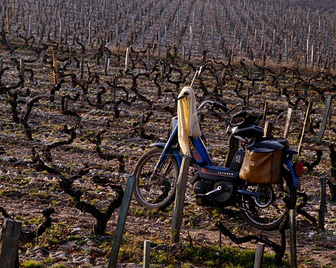 Moped of worker in vineyard at Chteau dAngludet    Cantenac Gironde France  Margaux  Mdoc Cru Bourgeois Suprieur