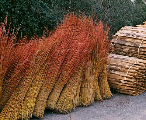 Bundles of osier shoots and vine stakes osier is the traditional material for tying up vines Chteau Palmer Cantenac Gironde France Margaux  Bordeaux