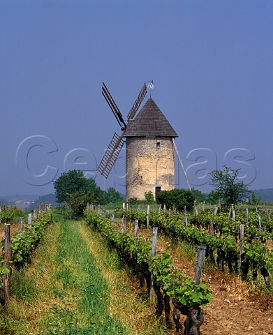 Moulin du HautBenauge amidst the vineyards near   Gornac Gironde France   EntreDeuxMersHautBenauge  Bordeaux
