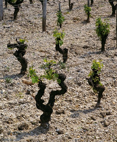 Early spring leaves on vines at Chteau dYquem  Sauternes Gironde France  Sauternes  Bordeaux