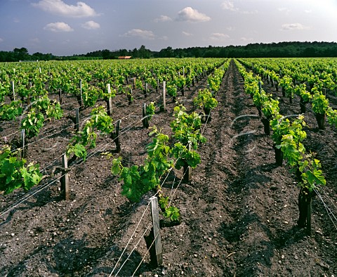 Vineyard of Chteau Potensac in the spring Ordonnac Gironde France Bordeaux  Mdoc Cru Bourgeois Exceptionnel
