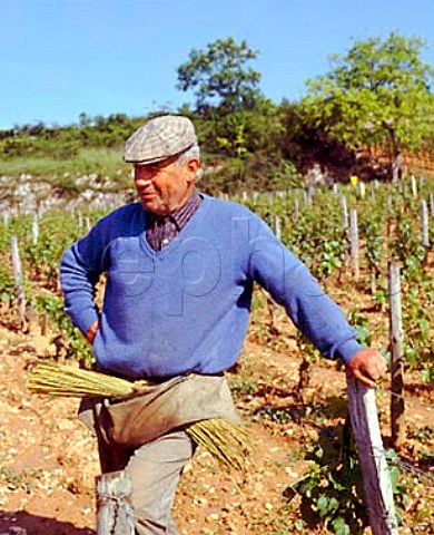 Worker tying up vines in the RomaneConti parcel of Le Montrachet vineyard PulignyMontrachet   Cte dOr France   Cte de Beaune Grand Cru