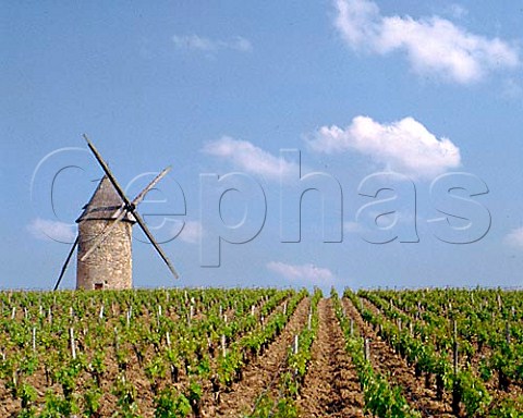 Moulin de Courrian in vineyard of Chteau   TourHautCaussan Blaignan Gironde France  Mdoc Cru Bourgeois Suprieur