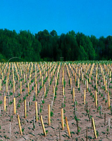 New vineyard near Medrac in the commune of   ListracMedoc