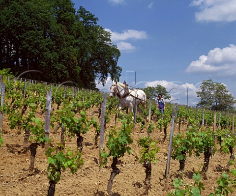 Horse pulling a plough to break up the soil and remove weeds in vineyard of Chteau Magdelaine Stmilion Gironde France Saintmilion  Bordeaux
