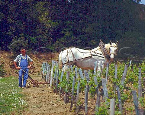 Horse pulling a harrow to break up the soil and remove weeds in a vineyard of Chateau Magdelaine StEmilion Gironde France Saintmilion  Bordeaux