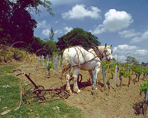 Horse pulling a harrow which is used to break up the soil and remove weeds in a vineyard of Chteau Magdelaine Stmilion Gironde France  Saintmilion  Bordeaux