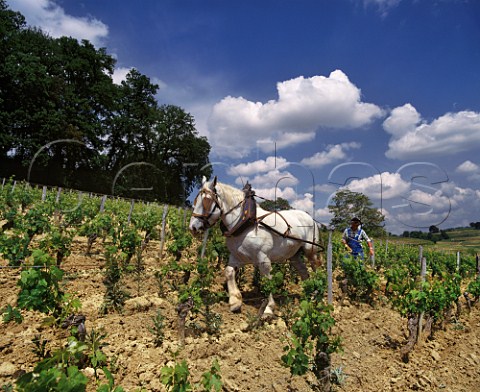 Ploughing with a Percheron horse in vineyard of Chteau Magdelaine Stmilion Gironde France     Saintmilion  Bordeaux