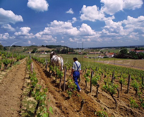 Using a Percheron horse to plough the soil  in vineyard of Chteau Magdelaine        Stmilion France  Saintmilion  Bordeaux