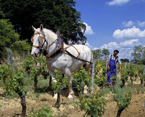 William Serre with Reveuse a Percheron using a   plough to turn over the soil near the base of the   vines   Chteau Magdelaine Stmilion Gironde France
