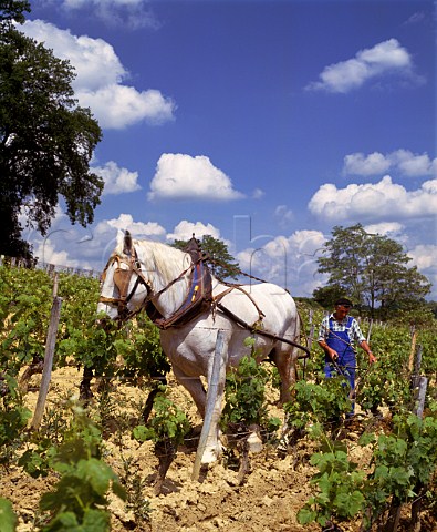 Ploughing with a Percheron horse in vineyard of   Chteau Magdelaine Stmilion Gironde France     Saintmilion  Bordeaux