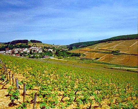 PernandVergelesses with Hill of Corton on right    en Caradeux is the vineyard in foreground  Cote de   Beaune
