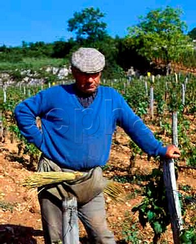 Worker tying up vines in the Domaine de la  RomaneeConti parcel of Le Montrachet vineyard   PulignyMontrachet Cte dOr France Cte de Beaune Grand Cru
