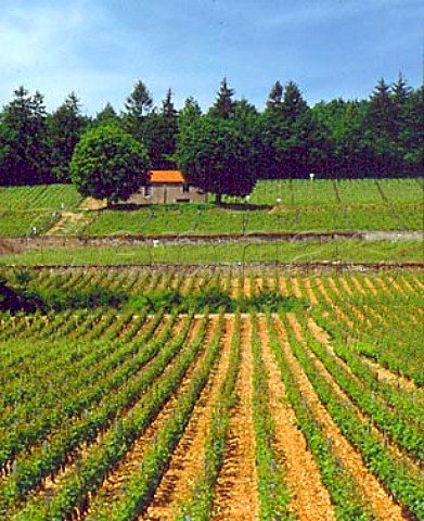 Les Renardes vineyard with Le Corton above In the   commune of AloxeCorton but closest to   LadoixSerrigny Cote de Beaune