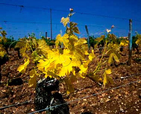 Vines suffering from Chlorosis This is caused by   too much lime in the soil for the rootstock to cope   with  it prevents the uptake of iron salts which   leads to a yellowing of the leaves