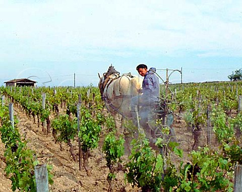 Spraying vineyard with copper sulphate using a   Percheron horse Chteau Magdelaine Stmilion   Gironde France  Saintmilion  Bordeaux